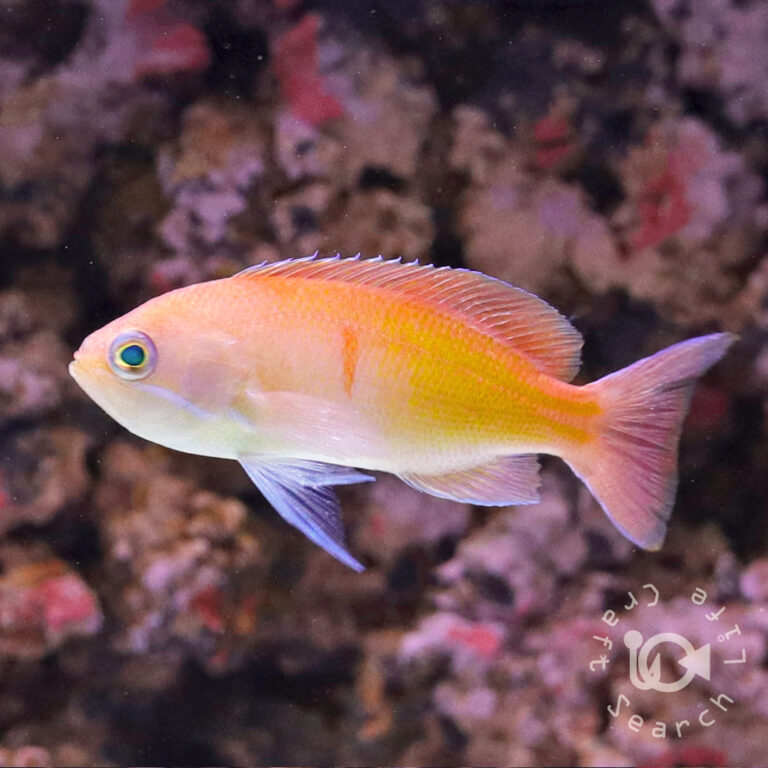Redbelted-Anthias
