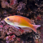 Redbelted-Anthias