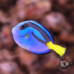 Regal-Tang_Yellowbelly_S