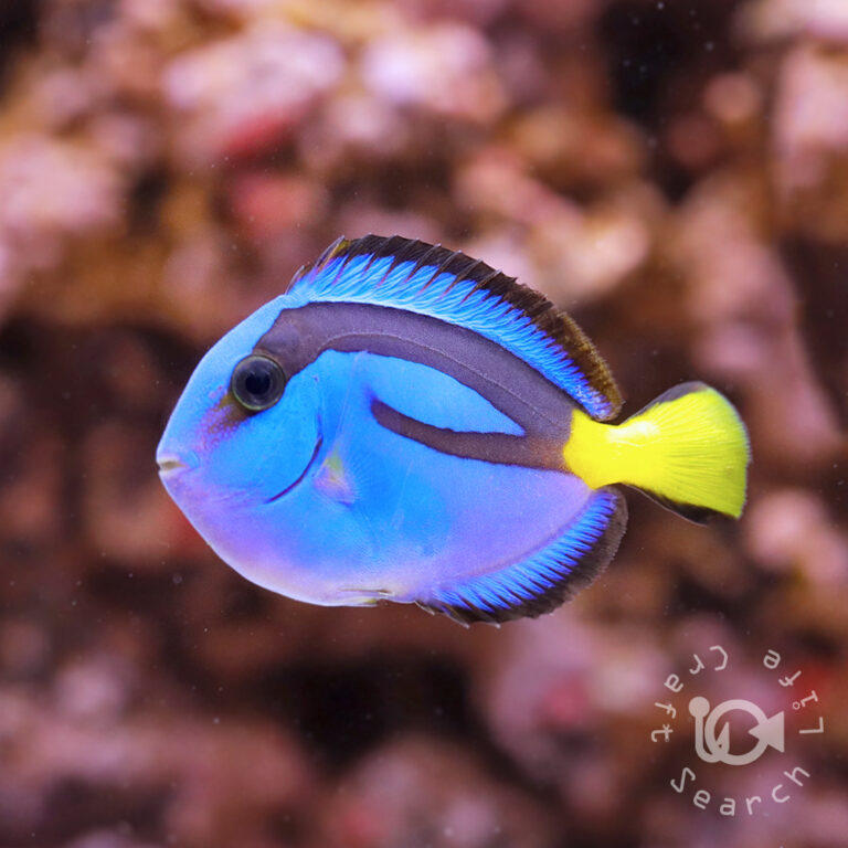 Regal-Tang_Yellowbelly_S