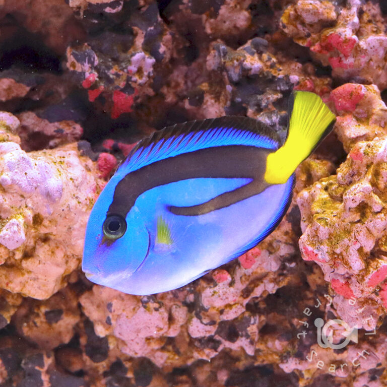 Regal-Tang_Yellowbelly_S