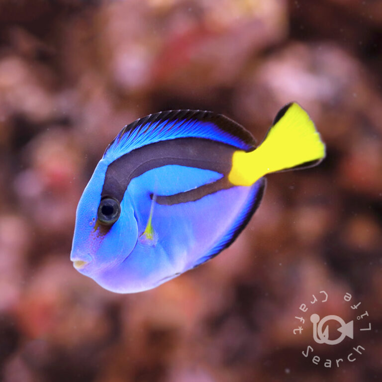 Regal-Tang_Yellowbelly_S