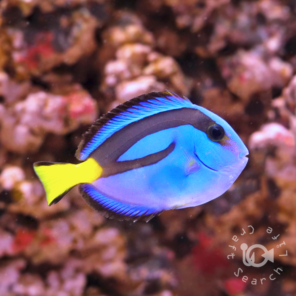 ナンヨウハギ - 海水魚・小型水槽・人工ライブロック通販｜サーチ