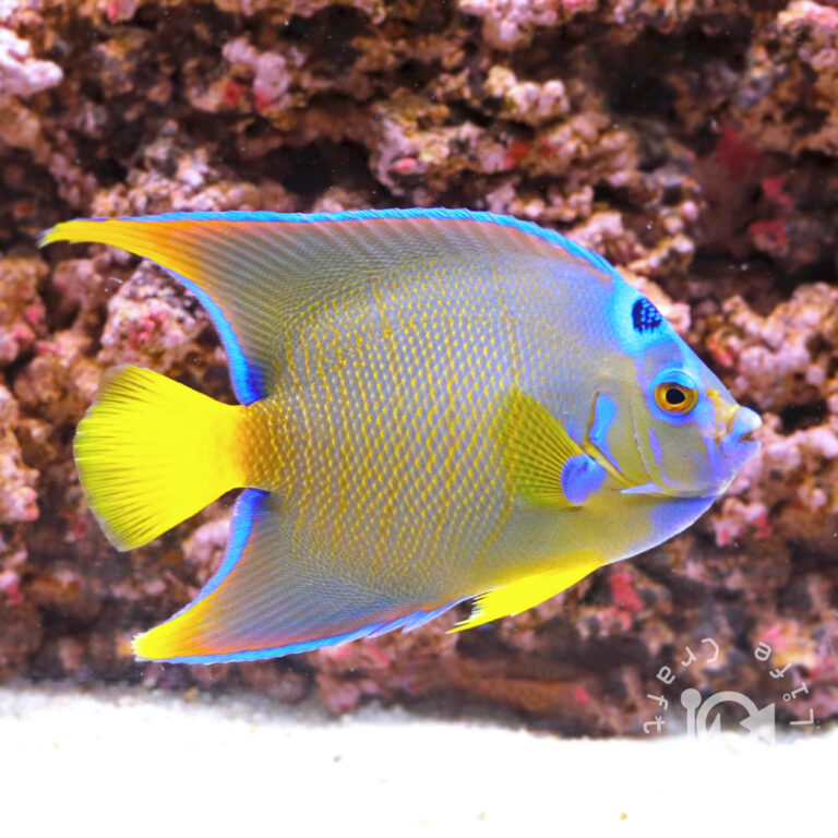 Townsend-Angelfish_250913