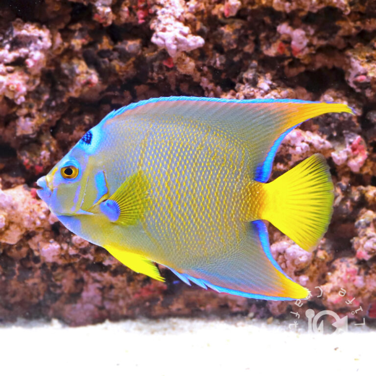 Townsend-Angelfish_250913