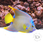 Townsend-Angelfish_250913