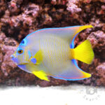 Townsend-Angelfish_250913