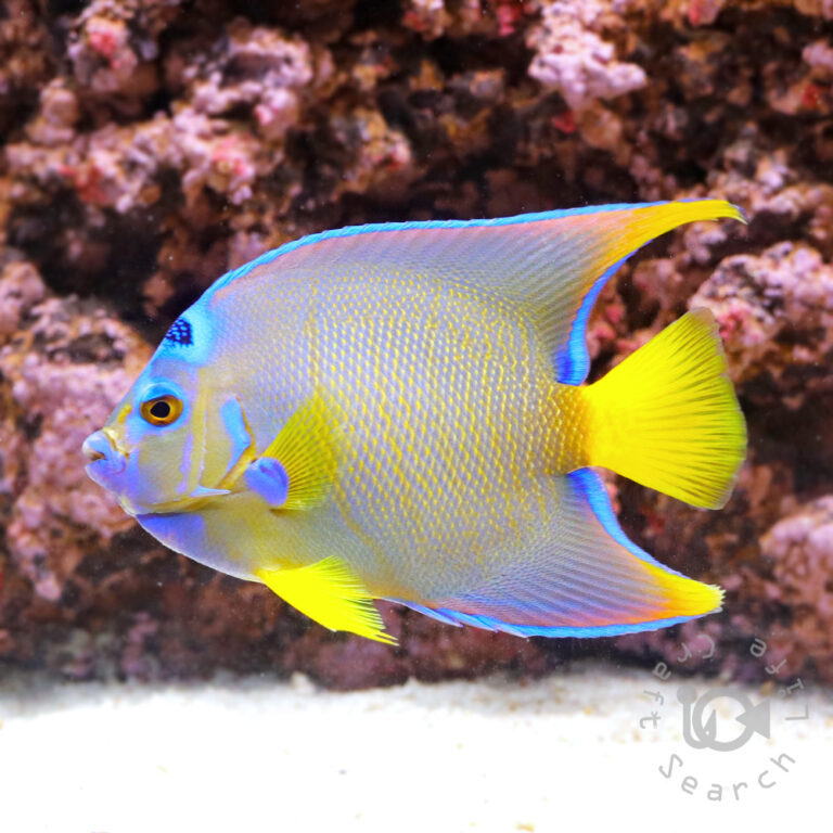 Townsend-Angelfish_250913