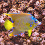 Townsend-Angelfish_250913