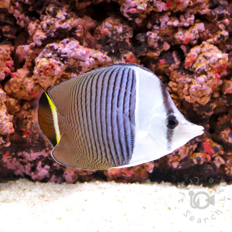 Whiteface-Butterflyfish_250911