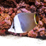 Whiteface-Butterflyfish_250911