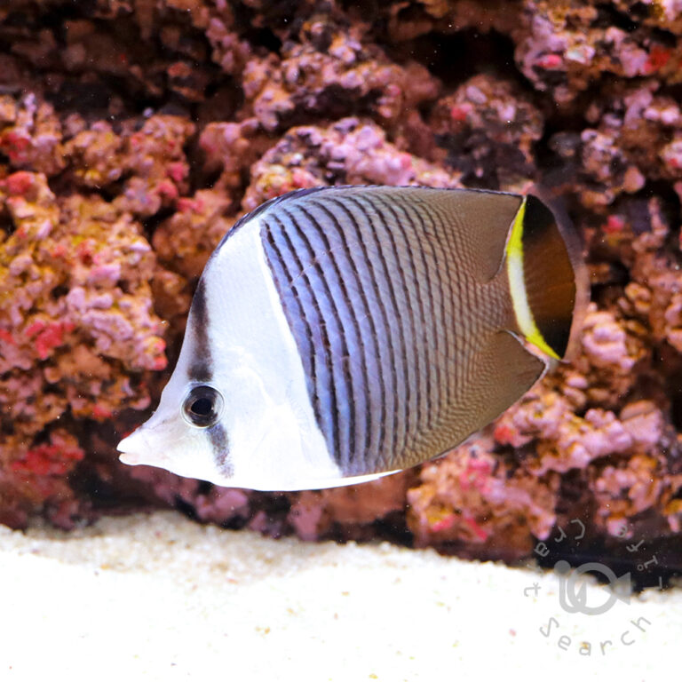 Whiteface-Butterflyfish_250911