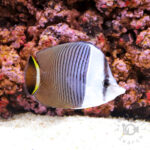 Whiteface-Butterflyfish_250911