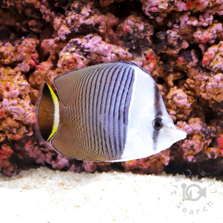 Whiteface-Butterflyfish_250911