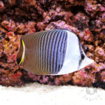Whiteface-Butterflyfish_250911