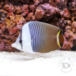Whiteface-Butterflyfish_250911