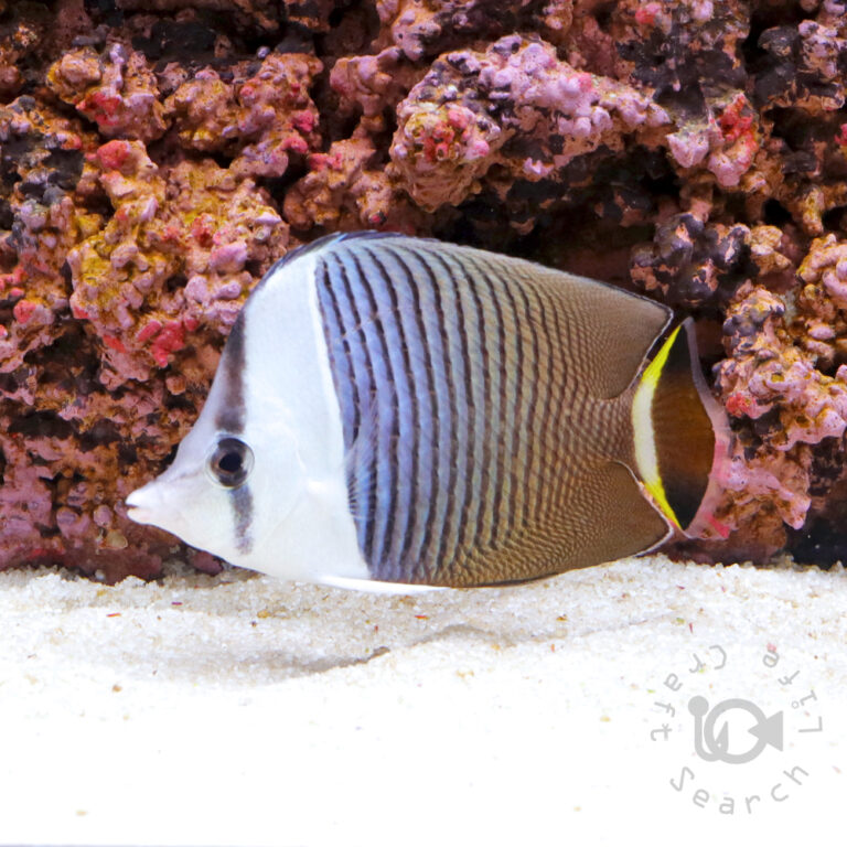 Whiteface-Butterflyfish_250911