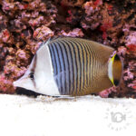 Whiteface-Butterflyfish_250914