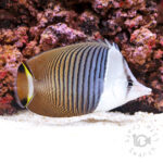 Whiteface-Butterflyfish_250914