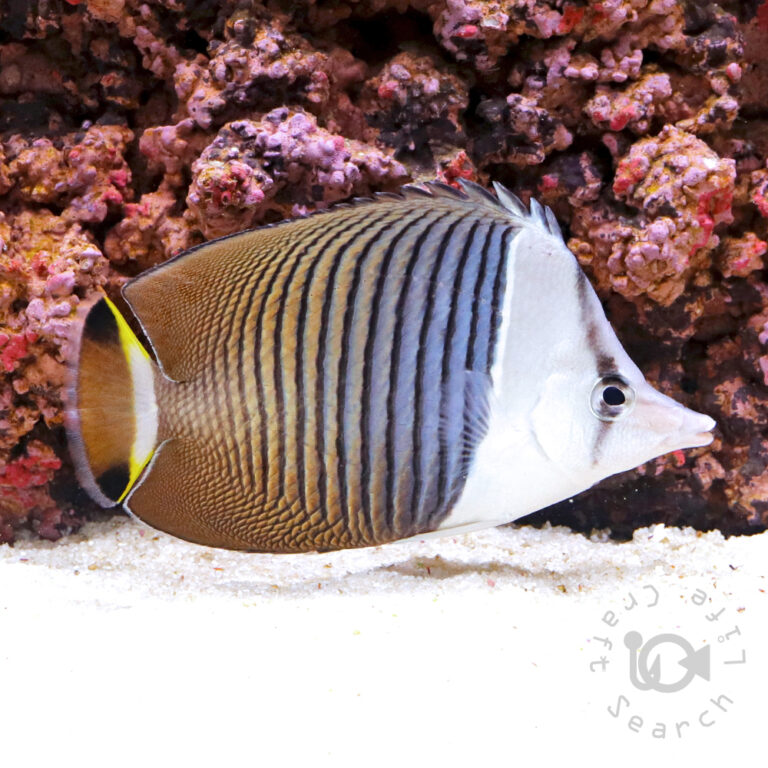 Whiteface-Butterflyfish_250914