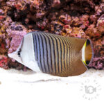 Whiteface-Butterflyfish_250914