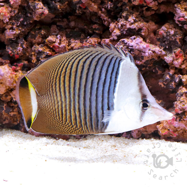 Whiteface-Butterflyfish_250914