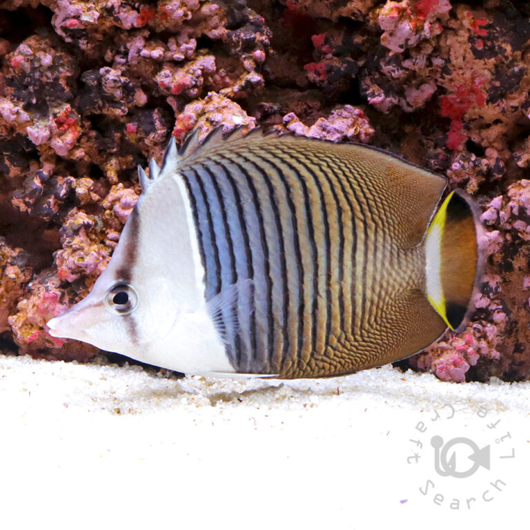 Whiteface-Butterflyfish_250914