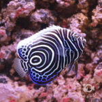 Emperor-Angelfish_Juv_LKA_L