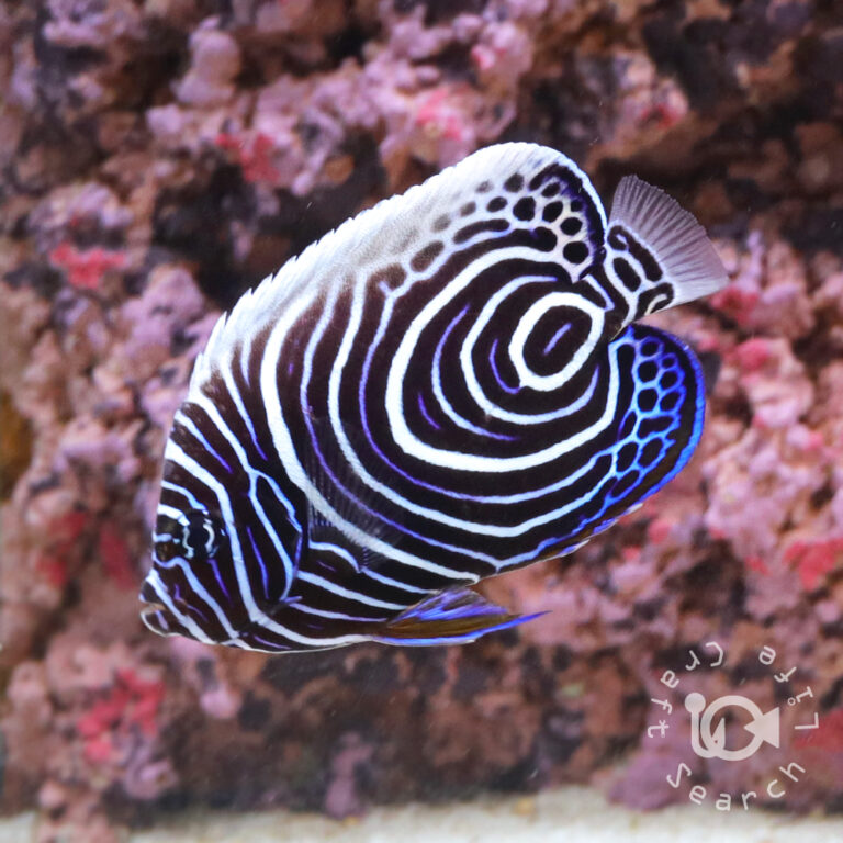 Emperor-Angelfish_Juv_LKA_L