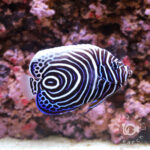 Emperor-Angelfish_Juv_LKA_L