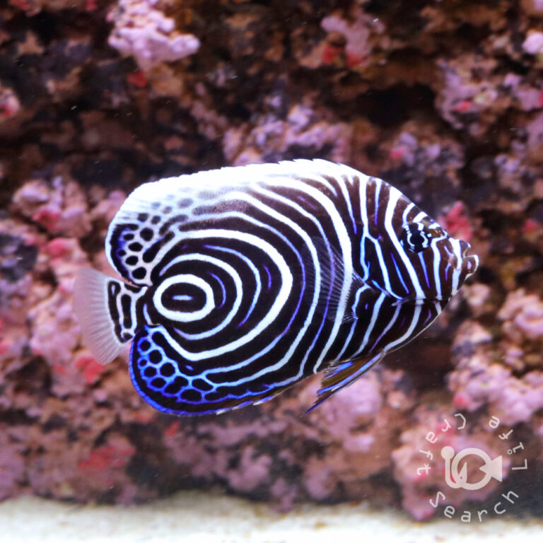Emperor-Angelfish_Juv_LKA_L