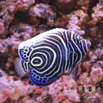 Emperor-Angelfish_Juv_LKA_L