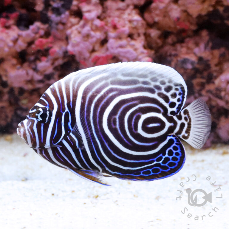 Emperor-Angelfish_Juv_LKA_LL