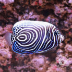 Emperor-Angelfish_Juv_LKA_LL