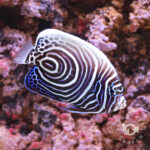 Emperor-Angelfish_Juv_LKA_LL