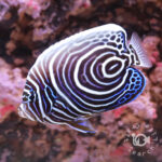 Emperor-Angelfish_Juv_LKA_LL