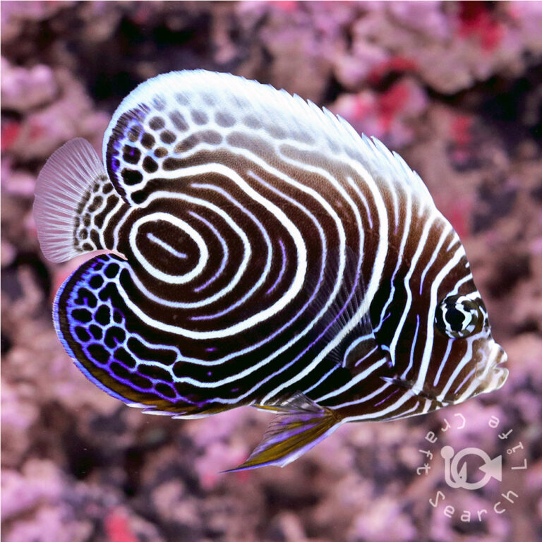 Emperor-Angelfish_Juv_LKA_LL