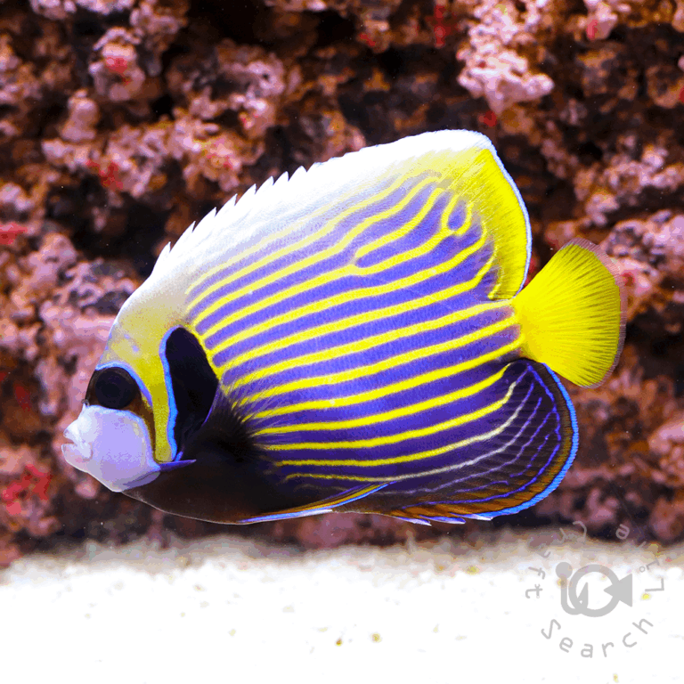 Emperor-Angelfish_ID_M