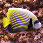 Emperor-Angelfish_ID_M
