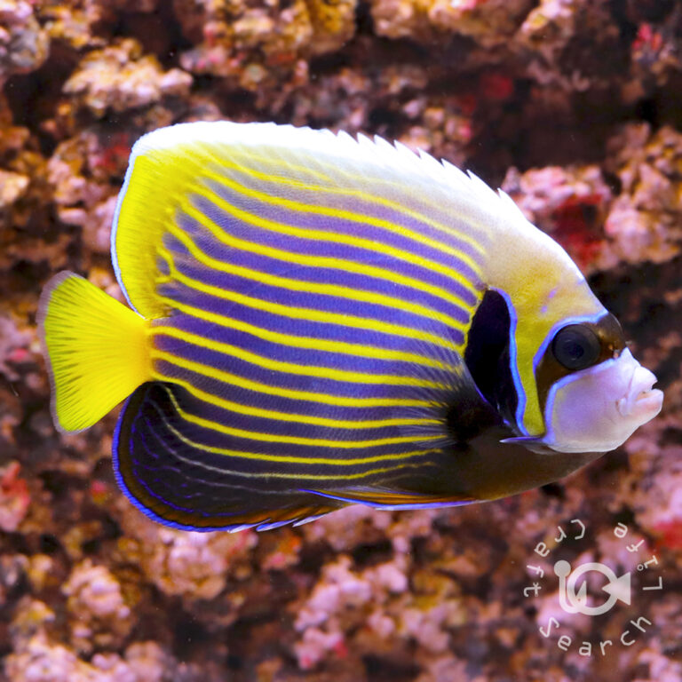 Emperor-Angelfish_ID_M