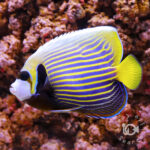 Emperor-Angelfish_ID_M