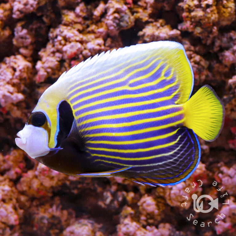 Emperor-Angelfish_ID_M