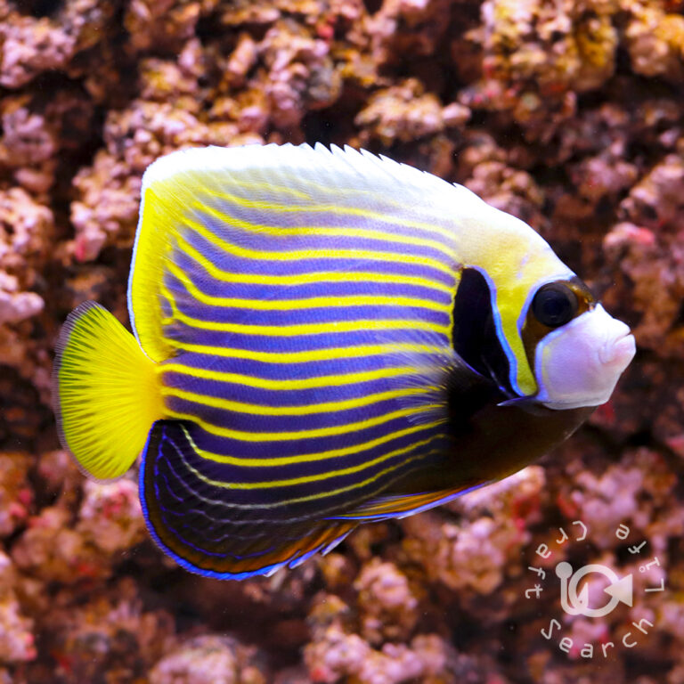 Emperor-Angelfish_ID_M