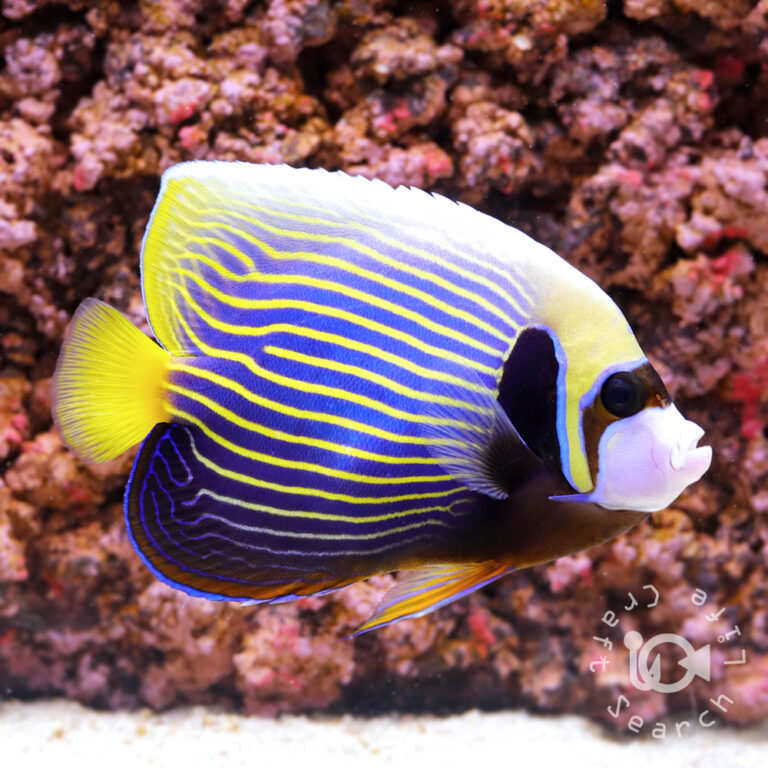Emperor-Angelfish_ID_L