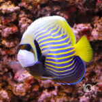 Emperor-Angelfish_ID_M