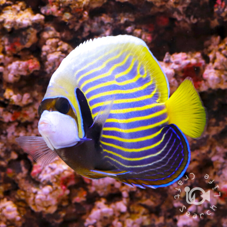 Emperor-Angelfish_ID_M