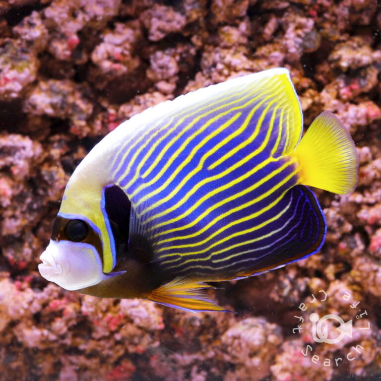 Emperor-Angelfish_ID_L