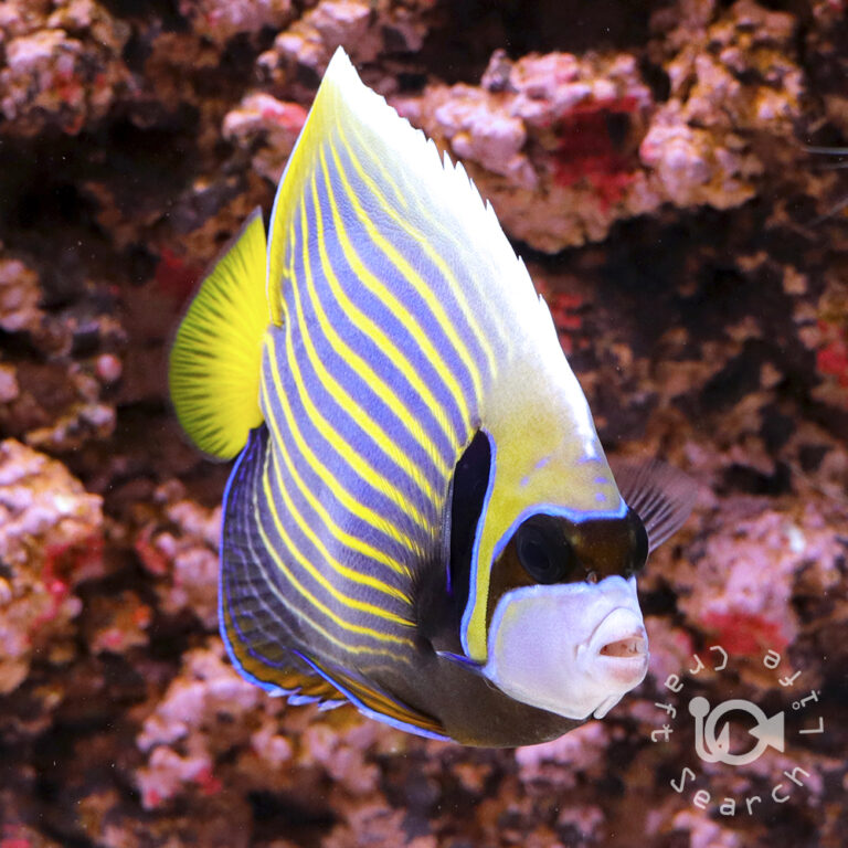 Emperor-Angelfish_ID_M