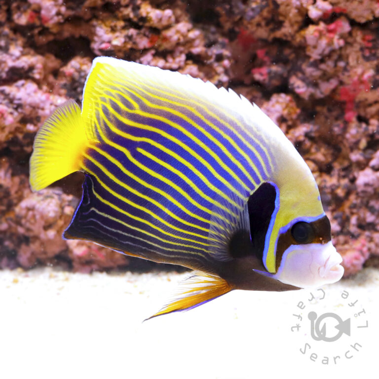 Emperor-Angelfish_ID_L