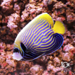 Emperor-Angelfish_ID_M